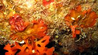 140 Bryozoaire encroutant rouge (Stephanotheca monoecensis)